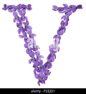 Lettera V da alfabeto da fiori di violetta, isolati su sfondo bianco Foto Stock