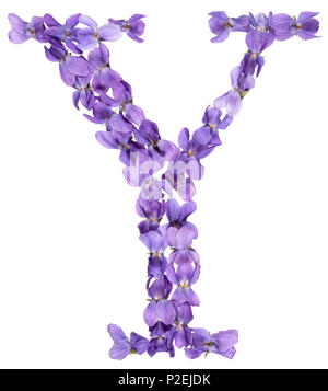 Lettera Y da alfabeto da fiori di violetta, isolati su sfondo bianco Foto Stock