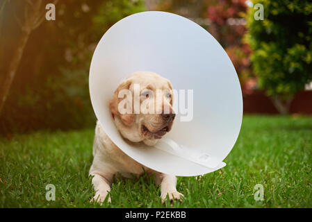 Feriti labrador cane con collare di cono di sedersi sull'erba Foto Stock