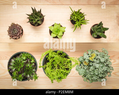 Diversi tipi di vasi di piante grasse su sfondo di legno. Foto Stock