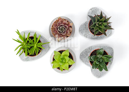 Varietà di piante succulente in cemento fioriere, isolati su sfondo bianco. Decorazioni in stile contemporaneo. Foto Stock