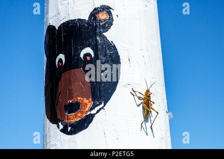 Miami Florida, Tamiami Trail Highway Route 41 autostrada, Everglades, attrazione offbeat, palo dipinto, orso faccia, Romalea microptera guttata orientale lubber gr Foto Stock