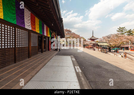 Esterno del Tempio Kitain in primavera con la fioritura dei ciliegi, Kawagoe, nella prefettura di Saitama, Giappone Foto Stock