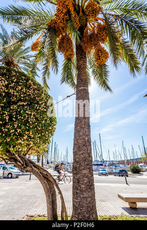 Palmtree presso il porto di Mallorca. Puerto de Palma, il porto di Palma, Palma di Mallorca, Spagna, Europa Foto Stock