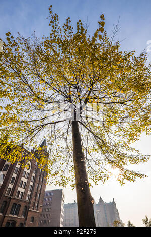 Autunno umore in Hamburger Hafencity e Speicherstadt di Amburgo, Germania settentrionale, Germania Foto Stock