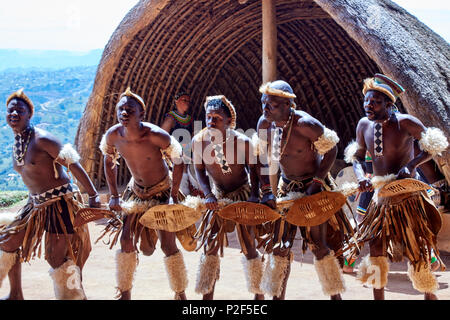 Ballerini Zulu effettuando al PheZulu villaggio culturale nella provincia di KwaZulu-Natal Foto Stock