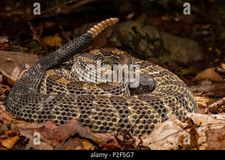 Spiralato fase nero timber rattlesnake - Crotalus horridus Foto Stock