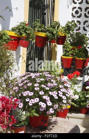 Spagna - Valencia regione autonoma - L'Alacantí (distretto) - Alicante. Alicante (capitale); rincón del Barrio de Santa Cruz. Foto Stock