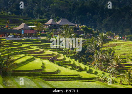 Terrazze di riso Jatiluweh, Bali, Indonesia Foto Stock