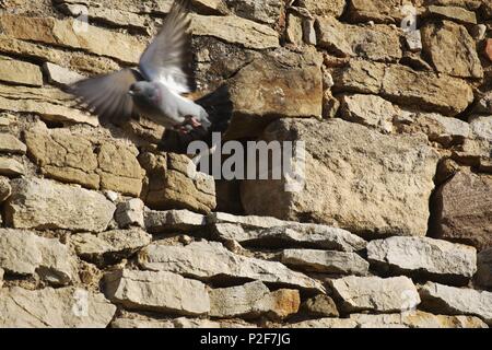 Spagna - Catalogna - Baix Empordá (distretto) - Gerona. Peratallada; paloma y muralla. Foto Stock