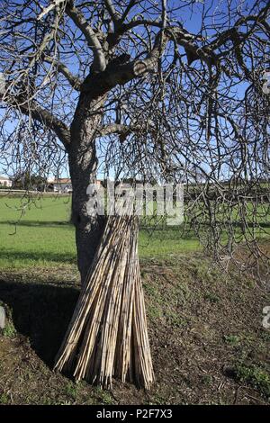 Spagna - Catalogna - Baix Empordá (distretto) - Gerona. Sant Sadurní de l'Heura;. Foto Stock