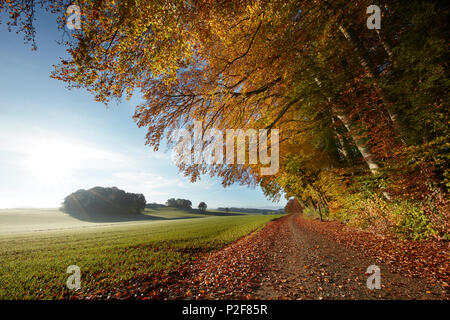 Agriturismo via in autunno, Prealpi,,, Attenkam Muensing, Oberbayer, Germania Foto Stock