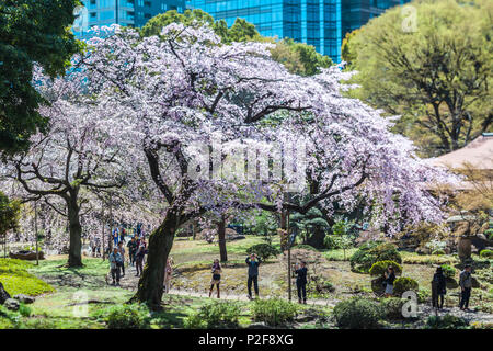 I turisti preso le foto di un albero ciliegio in fiore in Koishikawa Korakuen, Bunkyo-ku, Tokyo, Giappone Foto Stock