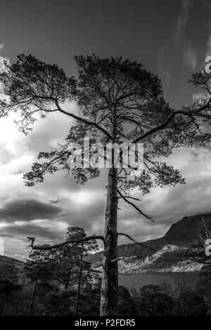 Bianco & Nero stagliano immagine di un singolo albero di pino in Beinn Eighe (Ben Eighe) Riserva Naturale sopra Loch Maree nelle Highlands della Scozia Foto Stock