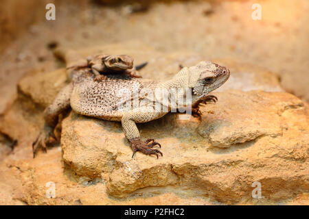 Chuckwalla comune (Sauromalus ater) seduti sulle pietre Foto Stock