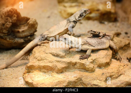 Chuckwalla comune (Sauromalus ater) seduti sulle pietre Foto Stock