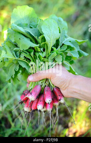 Fresche biologiche ravanelli con cime e foglie verdi nelle mani del contadino Foto Stock