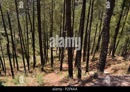 Alberi di pino su un pendio di montagna. Foto Stock