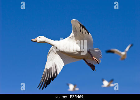 Snow Goose Anser caerulescens atlanticus, Chen caerulescens, Bosque del Apache, Nuovo Messico, STATI UNITI D'AMERICA Foto Stock