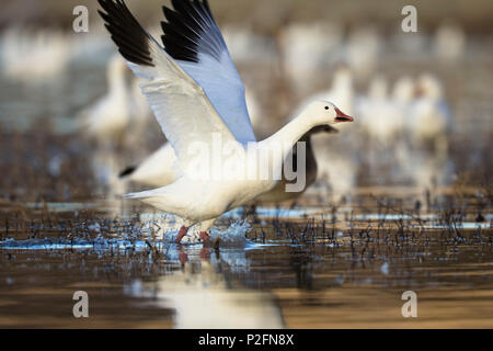 Snow Goose Anser caerulescens atlanticus, Chen caerulescens, Bosque del Apache, Nuovo Messico, STATI UNITI D'AMERICA Foto Stock