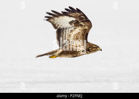 Una Poiana in volo, Buteo buteo, inverno, Germania Foto Stock