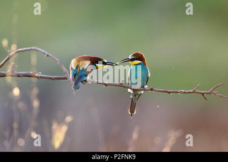 I gruccioni, coppia, maschio femmina di alimentazione, Merops apiaster, Bulgaria, Europa Foto Stock