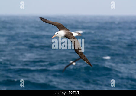 Nero-browed Albatross in volo, Thalassarche melanophrys, sub antartiche, Antartide Foto Stock