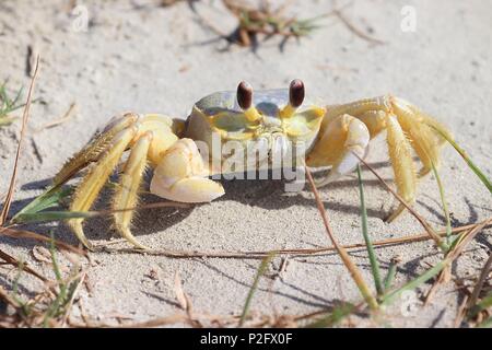 Un granchio sulla spiaggia, Atlantic ghost crab, Ocypode aggettivo. Galveston Island, Texas Gulf Coast, Golfo del Messico, Stati Uniti d'America. Foto Stock