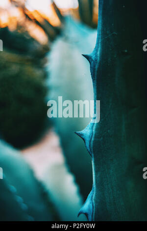 Close-up di agave azzurra ferox thorn in natura Foto Stock