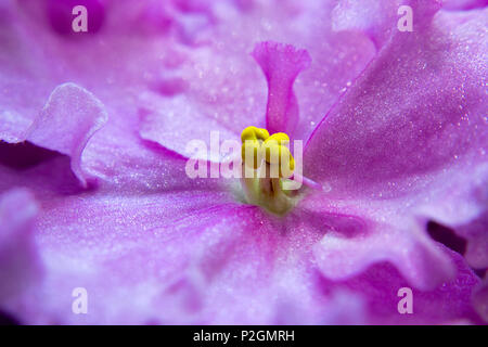 Foto macro di pistillo di Saintpaulias - violette africane. Foto Stock