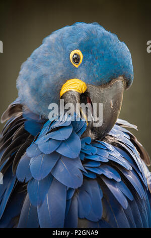 Un montante verticale vicino la foto di un Ara Giacinto preening la sua ala piume Foto Stock