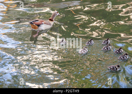 Oca egiziana (Alopochen aegyptiaca) e goslings Foto Stock