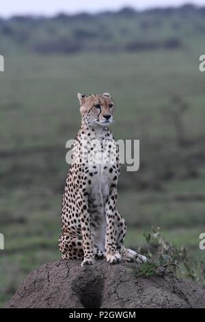 Lone cheetah seduta sul verde del Masai Mara savannah in cerca di prede. Foto scattata la mattina presto, zona di Olare Motorogi Conservancy. Acinonyx jubatus