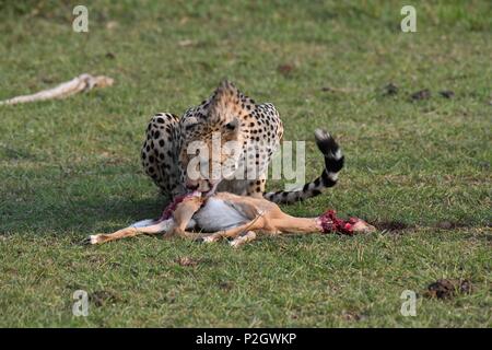 Lone cheetah seduta sul verde del Masai Mara savannah di mangiare la sua preda. Foto scattata la mattina presto, zona di Olare Motorogi Conservancy. Acinonyx jubatus