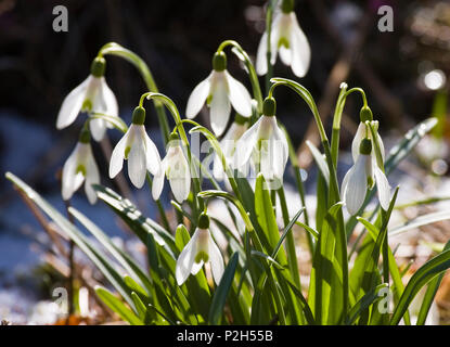 Bucaneve, Galanthus nivalis, Germania Foto Stock