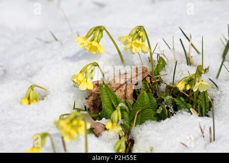 Cowslips nella neve, Primula elatior, Germania Foto Stock