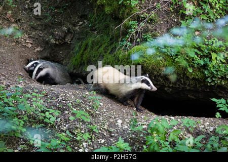 Badger con i cuccioli a den, Meles meles, Baviera, Germania Foto Stock