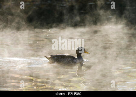 Giallo-fatturati anatra Anas undulata, Africa Foto Stock