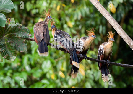 Hoazins nella foresta pluviale, Opisthocomus hoazin, Tambopata Riserva, Perù, Sud America Foto Stock