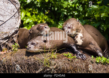 Lontra Gigante, Pteronura brasiliensis, Tambopata Riserva, Perù, Sud America Foto Stock