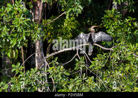 American Darter ali di essiccazione, anhinga, Sandoval Lake, Tambopata National Reserve, Perù, Sud America Foto Stock