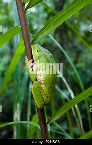 Rana nella foresta pluviale al fiume Tambopata, Tambopata National Reserve, Perù, Sud America Foto Stock