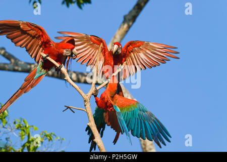 Rosso-verde a Macaws saltlick, Ara chloroptera, Tambopata National Reserve, Perù, Sud America Foto Stock