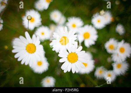 Leucanthemum vulgare, la Margherita occhio di bue o oxeye daisy, è diffusa la fioritura delle piante native di Europa e regioni temperate dell Asia Foto Stock
