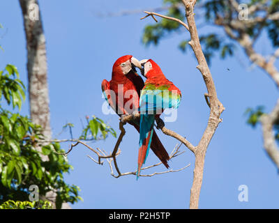 Rosso-verde Macaws nella foresta pluviale, Ara chloroptera, Tambopata National Reserve, Perù, Sud America Foto Stock