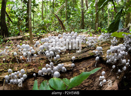 Piccoli funghi su albero caduto nella foresta pluviale, Tambopata Riserva, Perù, Sud America Foto Stock