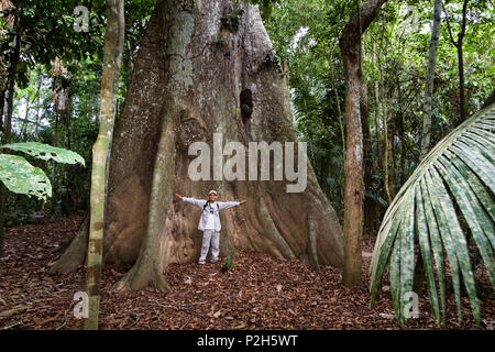 Albero Gigante con radici quadrate nella foresta pluviale al fiume Tambopata, Tambopata National Reserve, Perù, Sud America Foto Stock