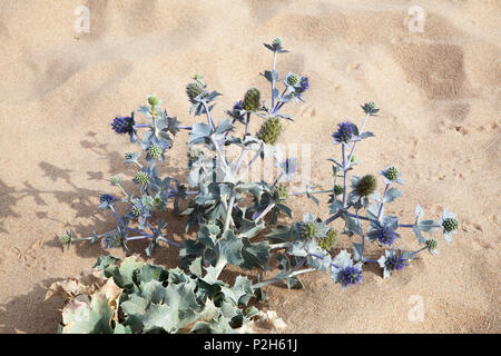 Spiaggia Thistle, Eryngium maritimum, Algarve, Portogallo, Europa Foto Stock