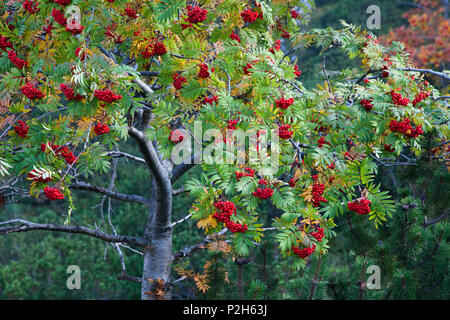 Montagna europea ceneri in caduta, Sorbus aucuparia, Alpi Austria, Europa Foto Stock