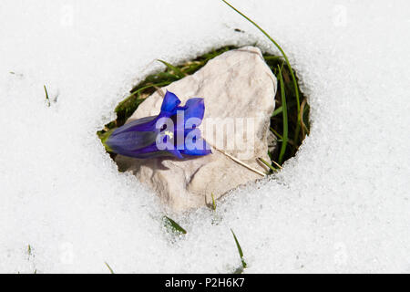 La genziana nella neve, Gentiana clusii, Alta Baviera, Germania, Europa Foto Stock